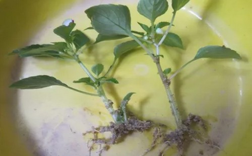 凤仙花的扦插方法