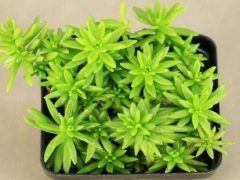 佛甲草怎么繁殖