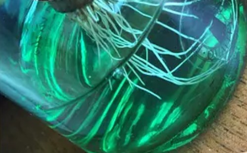 金钱木可以水培吗-金钱木水培生根方法2