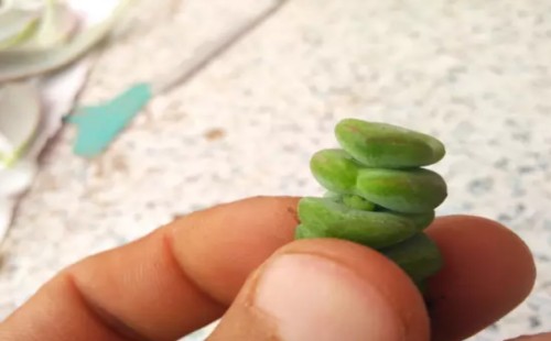 钱串子砍头繁殖过程4