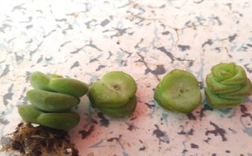钱串子砍头繁殖过程5
