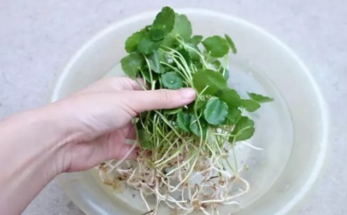 铜钱草太密了怎么分盆3