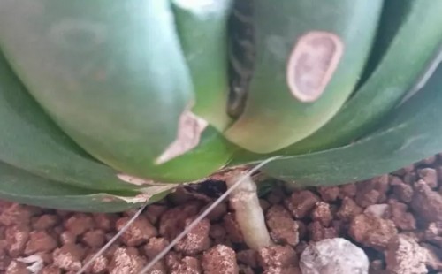 玉扇怎么砍头5