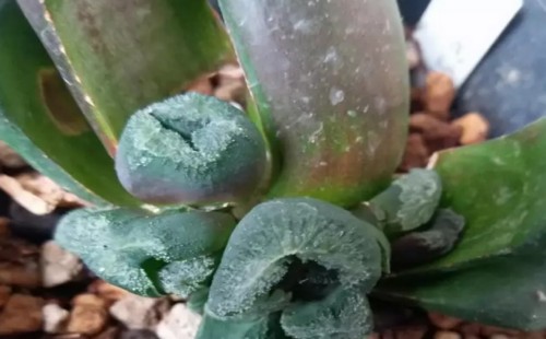 玉扇怎么砍头10