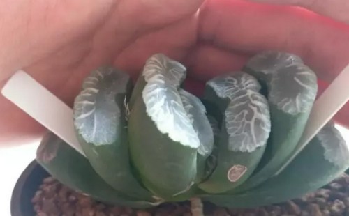 玉扇怎么砍头3