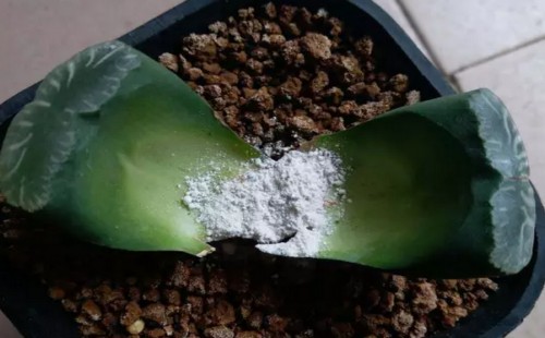 玉扇怎么砍头7