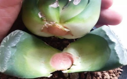 玉扇怎么砍头6