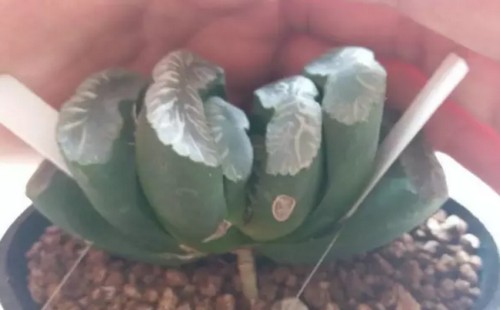 玉扇怎么砍头4