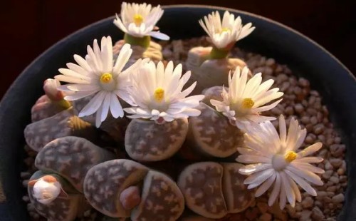 生石花怎么分株繁殖