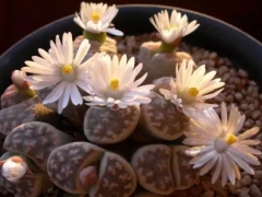 生石花怎么分株繁殖