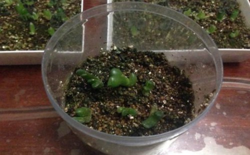 万象播种出苗后养护管理方法