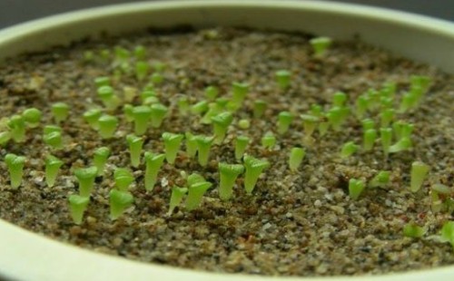 生石花播种出苗后的养护管理