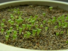 生石花播种出苗后的养护管理