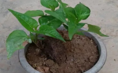 地雷花如何播种