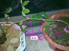 盆栽月季压枝方法