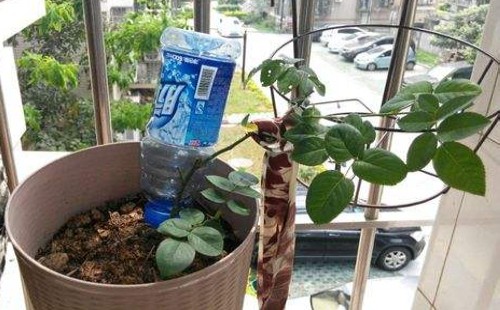月季压枝多久生根