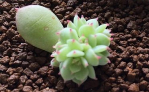叶插发芽发根后怎么办