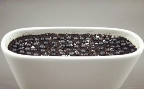 文竹的种子怎么播种5