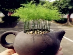 文竹的种子怎么播种