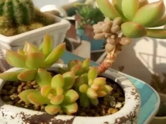 多肉植物嫁接技术（图解）