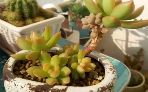 多肉植物嫁接技术图解1
