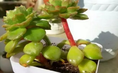 多肉植物嫁接技术图解2