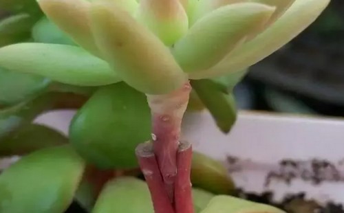 多肉植物嫁接技术图解7