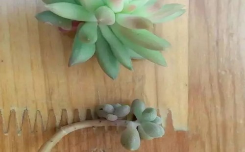 多肉植物嫁接技术图解4