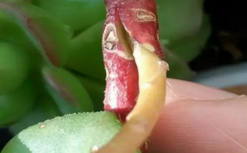 多肉植物嫁接技术图解11