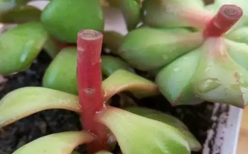 多肉植物嫁接技术图解3