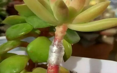 多肉植物嫁接技术图解8