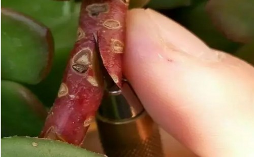 多肉植物嫁接技术图解10