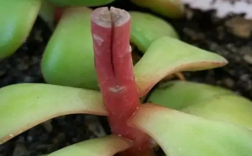 多肉植物嫁接技术图解6