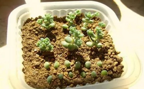 姬星美人怎么繁殖