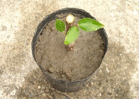 植物扦插繁殖新技术图解7