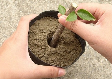 植物扦插繁殖新技术图解6