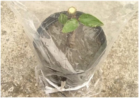 植物扦插繁殖新技术图解8