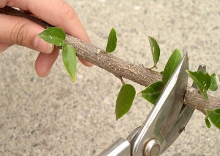 植物扦插繁殖新技术图解1