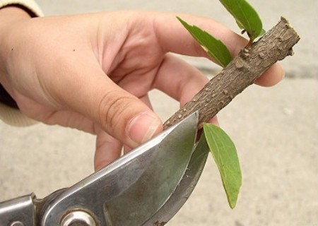 植物扦插繁殖新技术图解3