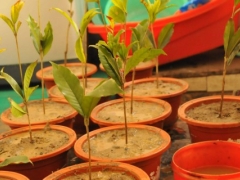 自制廉价植物生根剂-生根粉