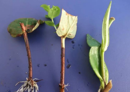 家庭如何自制植物生根剂2