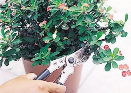 麒麟花枝插技术图解1