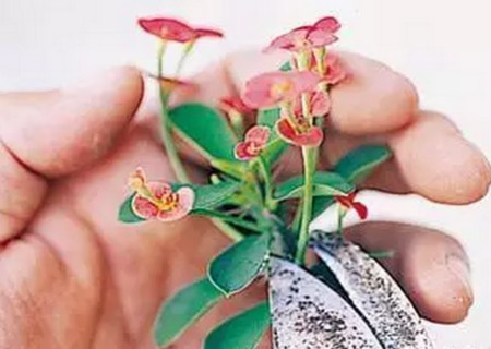麒麟花枝插技术图解2