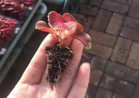 彩叶草穴盘育苗技术