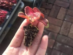 彩叶草穴盘育苗技术