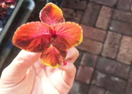 彩叶草穴盘育苗技术2