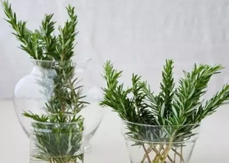 盆栽迷迭香水培方法图解6