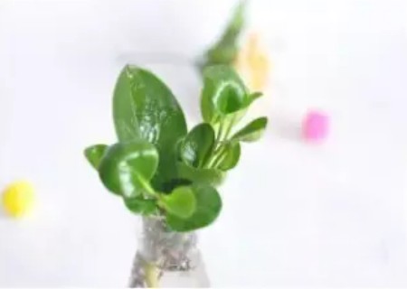 豆瓣绿水培方法5