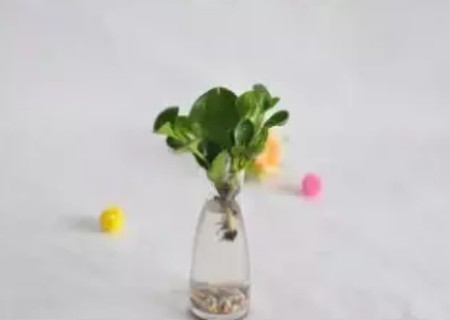 豆瓣绿水培方法4