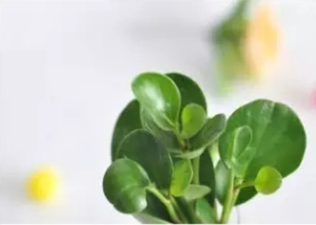 豆瓣绿水培方法1